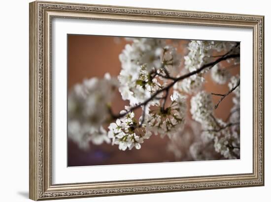 Cherry Blossoms On A Tree Branch At Night In Washington DC-Karine Aigner-Framed Photographic Print