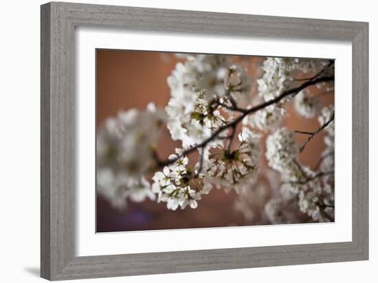 Cherry Blossoms On A Tree Branch At Night In Washington DC-Karine Aigner-Framed Photographic Print