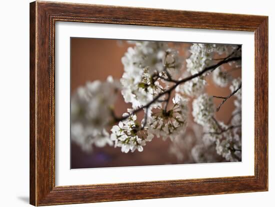 Cherry Blossoms On A Tree Branch At Night In Washington DC-Karine Aigner-Framed Photographic Print