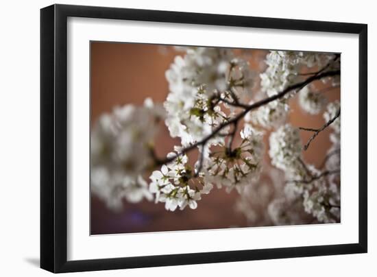 Cherry Blossoms On A Tree Branch At Night In Washington DC-Karine Aigner-Framed Photographic Print