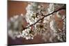 Cherry Blossoms On A Tree Branch At Night In Washington DC-Karine Aigner-Mounted Photographic Print