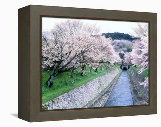 Cherry Blossoms on the Riverbank-null-Framed Premier Image Canvas