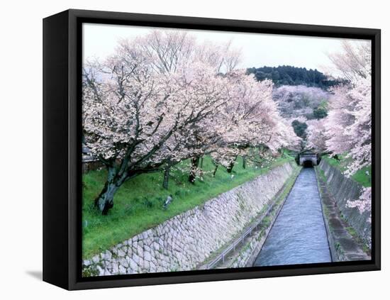 Cherry Blossoms on the Riverbank-null-Framed Premier Image Canvas