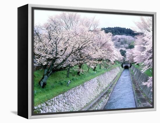 Cherry Blossoms on the Riverbank-null-Framed Premier Image Canvas