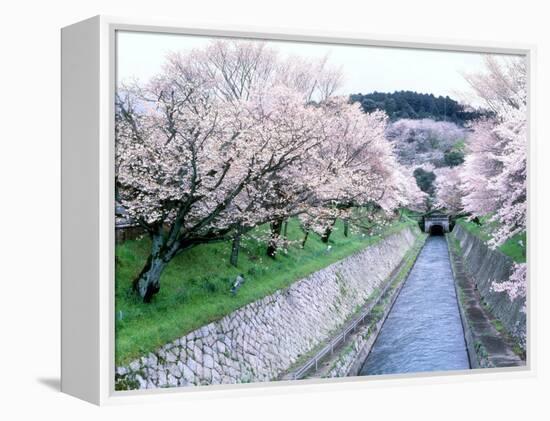 Cherry Blossoms on the Riverbank-null-Framed Premier Image Canvas