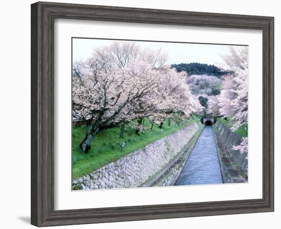 Cherry Blossoms on the Riverbank-null-Framed Photographic Print