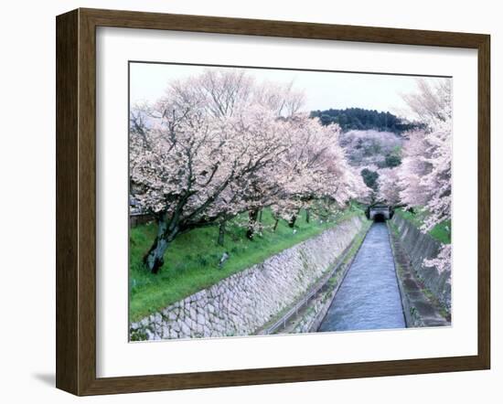 Cherry Blossoms on the Riverbank-null-Framed Photographic Print