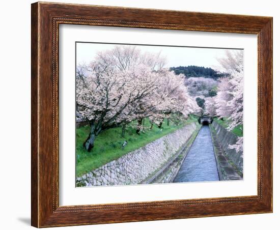 Cherry Blossoms on the Riverbank-null-Framed Photographic Print