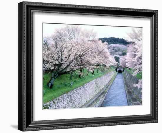 Cherry Blossoms on the Riverbank-null-Framed Photographic Print