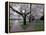 Cherry Blossoms on the University of Washington Campus, Seattle, Washington, USA-William Sutton-Framed Premier Image Canvas