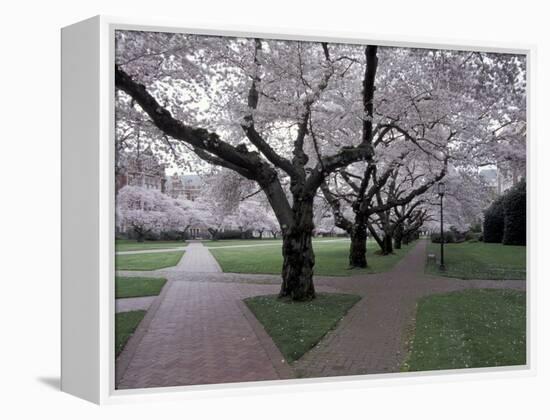 Cherry Blossoms on the University of Washington Campus, Seattle, Washington, USA-William Sutton-Framed Premier Image Canvas