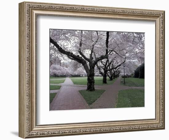 Cherry Blossoms on the University of Washington Campus, Seattle, Washington, USA-William Sutton-Framed Photographic Print