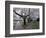 Cherry Blossoms on the University of Washington Campus, Seattle, Washington, USA-William Sutton-Framed Photographic Print