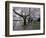 Cherry Blossoms on the University of Washington Campus, Seattle, Washington, USA-William Sutton-Framed Photographic Print