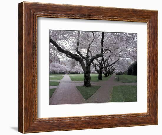 Cherry Blossoms on the University of Washington Campus, Seattle, Washington, USA-William Sutton-Framed Photographic Print