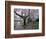 Cherry Blossoms on the University of Washington Campus, Seattle, Washington, USA-William Sutton-Framed Photographic Print