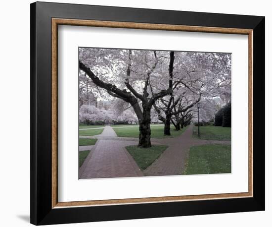 Cherry Blossoms on the University of Washington Campus, Seattle, Washington, USA-William Sutton-Framed Photographic Print