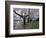 Cherry Blossoms on the University of Washington Campus, Seattle, Washington, USA-William Sutton-Framed Photographic Print