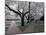 Cherry Blossoms on the University of Washington Campus, Seattle, Washington, USA-William Sutton-Mounted Photographic Print