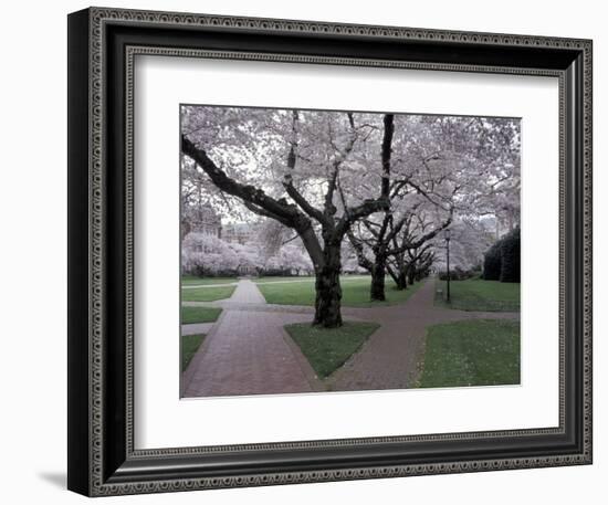 Cherry Blossoms on the University of Washington Campus, Seattle, Washington, USA-William Sutton-Framed Photographic Print