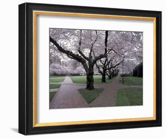 Cherry Blossoms on the University of Washington Campus, Seattle, Washington, USA-William Sutton-Framed Photographic Print