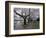 Cherry Blossoms on the University of Washington Campus, Seattle, Washington, USA-William Sutton-Framed Photographic Print