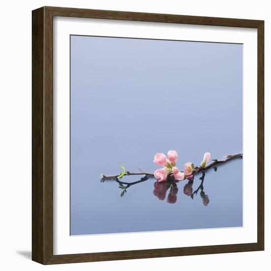 Cherry blossoms on water-John Smith-Framed Photographic Print