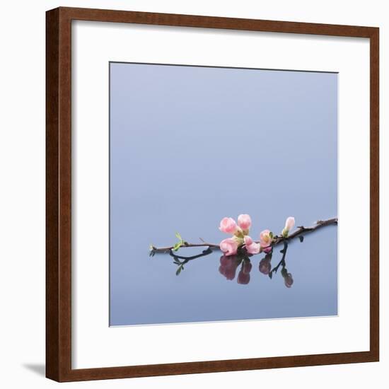 Cherry blossoms on water-John Smith-Framed Photographic Print