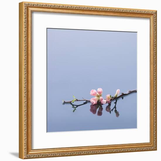 Cherry blossoms on water-John Smith-Framed Photographic Print