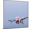 Cherry blossoms on water-John Smith-Mounted Photographic Print