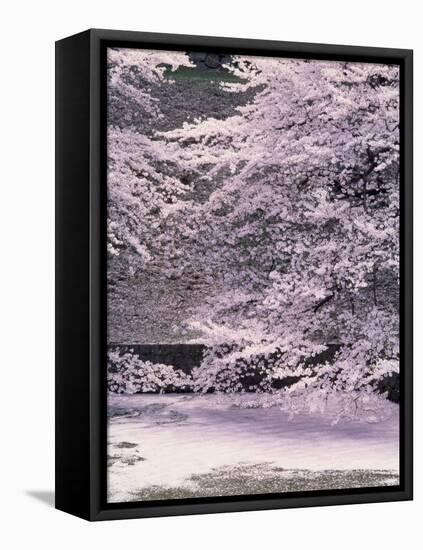 Cherry Blossoms Over the Moat-null-Framed Premier Image Canvas