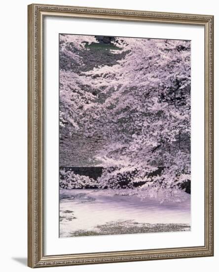 Cherry Blossoms Over the Moat-null-Framed Photographic Print