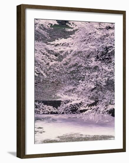 Cherry Blossoms Over the Moat-null-Framed Photographic Print