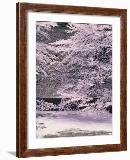 Cherry Blossoms Over the Moat-null-Framed Photographic Print