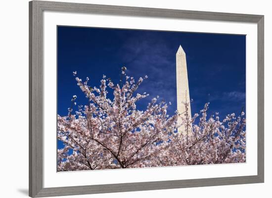 Cherry blossoms under the Washington Monument, Washington DC, USA-Russ Bishop-Framed Premium Photographic Print