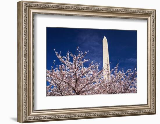 Cherry blossoms under the Washington Monument, Washington DC, USA-Russ Bishop-Framed Photographic Print