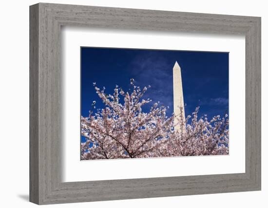 Cherry blossoms under the Washington Monument, Washington DC, USA-Russ Bishop-Framed Photographic Print