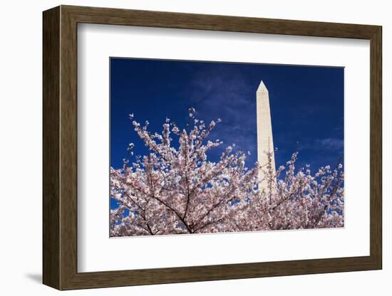 Cherry blossoms under the Washington Monument, Washington DC, USA-Russ Bishop-Framed Photographic Print