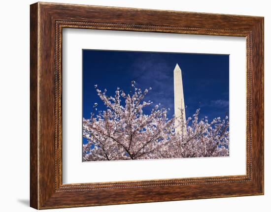 Cherry blossoms under the Washington Monument, Washington DC, USA-Russ Bishop-Framed Photographic Print