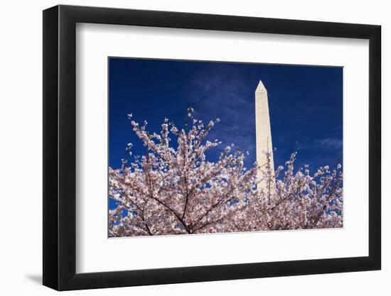 Cherry blossoms under the Washington Monument, Washington DC, USA-Russ Bishop-Framed Photographic Print