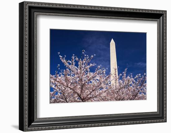 Cherry blossoms under the Washington Monument, Washington DC, USA-Russ Bishop-Framed Photographic Print