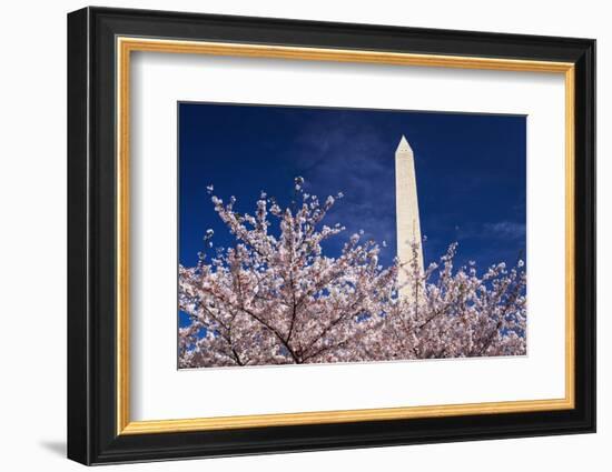 Cherry blossoms under the Washington Monument, Washington DC, USA-Russ Bishop-Framed Photographic Print