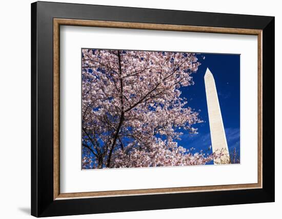 Cherry blossoms under the Washington Monument, Washington DC, USA-Russ Bishop-Framed Photographic Print