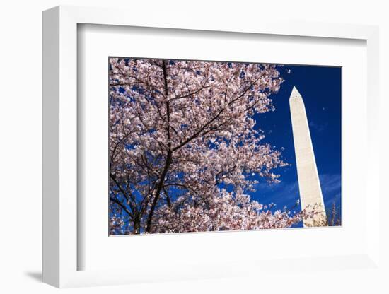 Cherry blossoms under the Washington Monument, Washington DC, USA-Russ Bishop-Framed Photographic Print