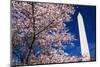 Cherry blossoms under the Washington Monument, Washington DC, USA-Russ Bishop-Mounted Photographic Print