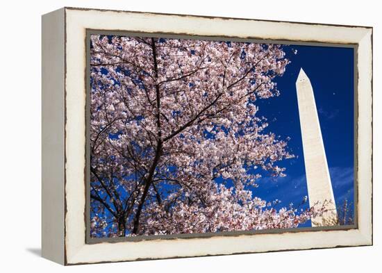 Cherry blossoms under the Washington Monument, Washington DC, USA-Russ Bishop-Framed Premier Image Canvas