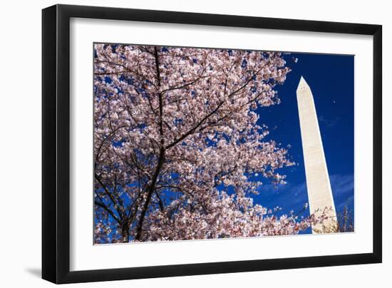 Cherry blossoms under the Washington Monument, Washington DC, USA-Russ Bishop-Framed Photographic Print