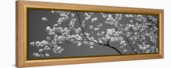 Cherry Blossoms Washington Dc USA-null-Framed Stretched Canvas