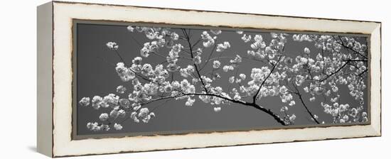 Cherry Blossoms Washington Dc USA-null-Framed Stretched Canvas