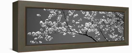 Cherry Blossoms Washington Dc USA-null-Framed Stretched Canvas